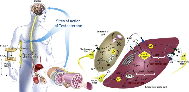 Diagram illustrating the sites of action of testosterone on sexual function, showing neural pathways from the cortex to the pelvic region, and cellular interactions involving endothelial and smooth muscle cells, highlighting the role of testosterone in regulating vascular and sexual responses.