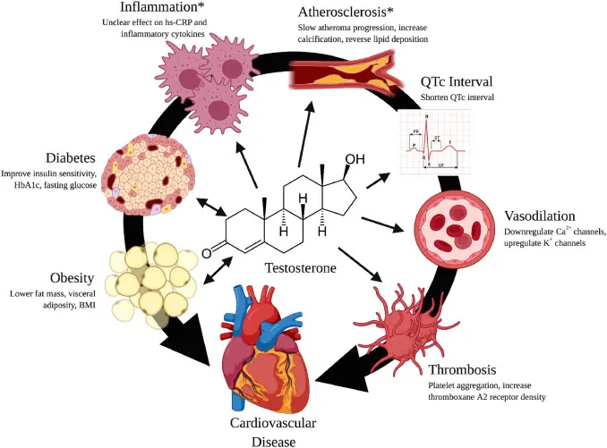 Diagram illustrating the connection between testosterone and heart disease risk, featuring key factors such as inflammation, diabetes, obesity, atherosclerosis, QTc interval, vasodilation, and thrombosis, with testosterone at the center influencing cardiovascular disease.