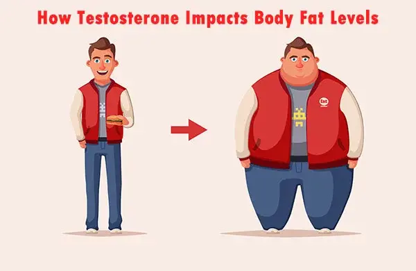 How Testosterone Impacts Body Fat Levels